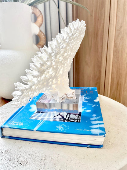 Mounted 13" Genuine TABLE CORAL Specimen Sculpture Clear Lucite Display Base Decorative Coastal Beach Home Décor Gift Wedding White