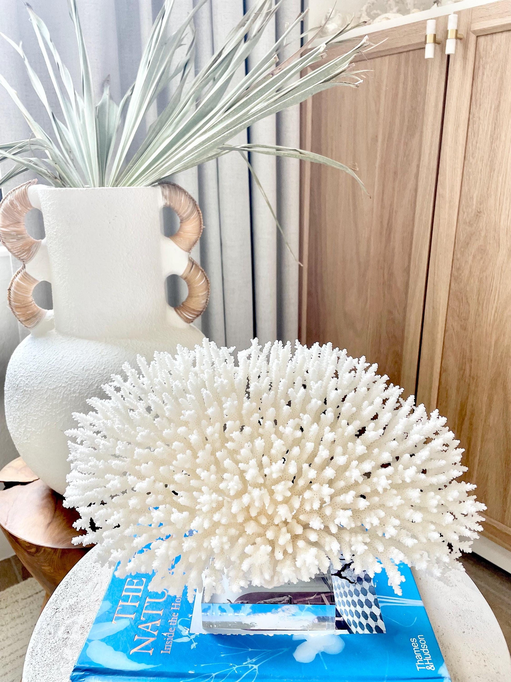 Mounted 13" Genuine TABLE CORAL Specimen Sculpture Clear Lucite Display Base Decorative Coastal Beach Home Décor Gift Wedding White