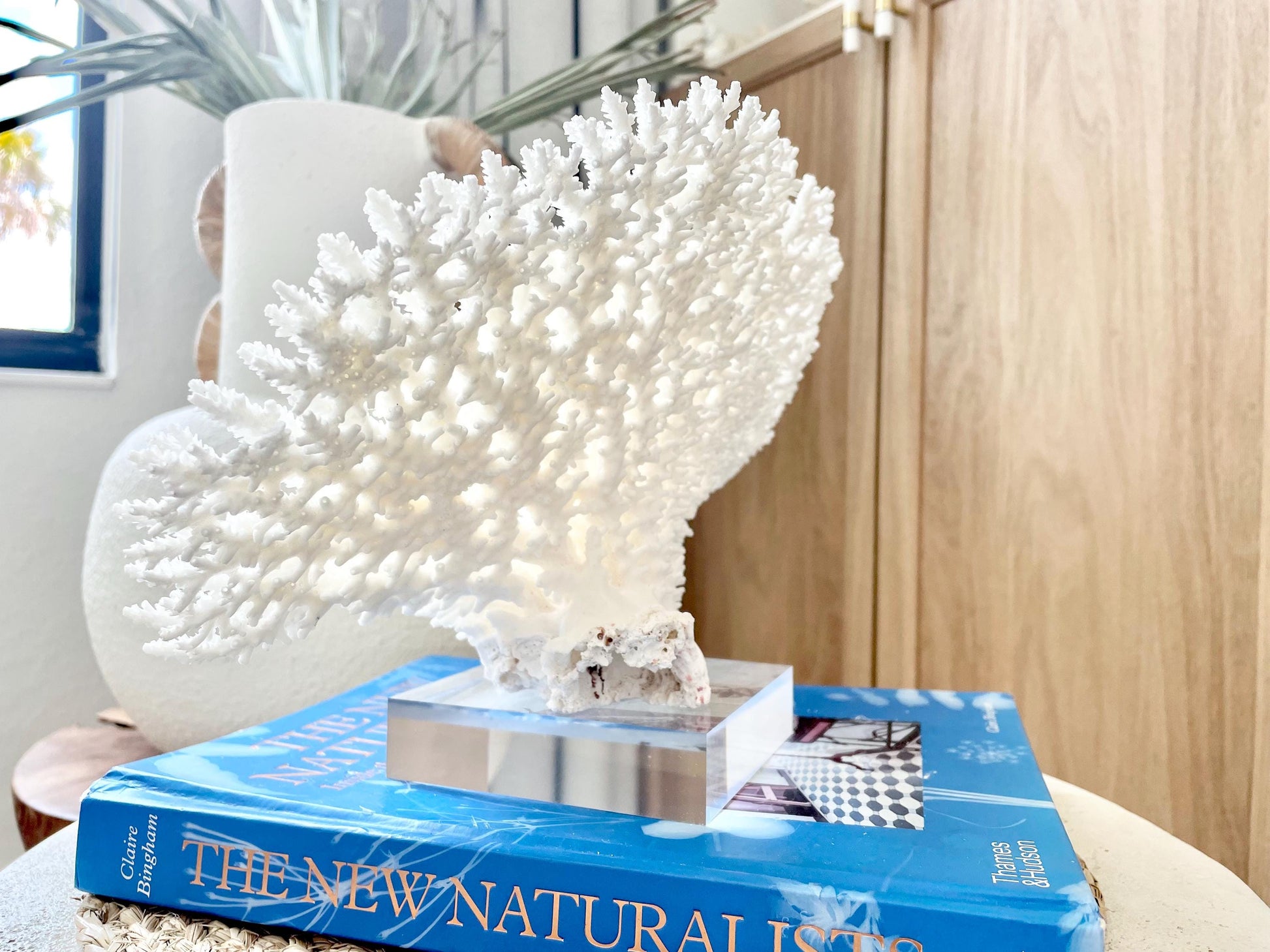Mounted 13" Genuine TABLE CORAL Specimen Sculpture Clear Lucite Display Base Decorative Coastal Beach Home Décor Gift Wedding White