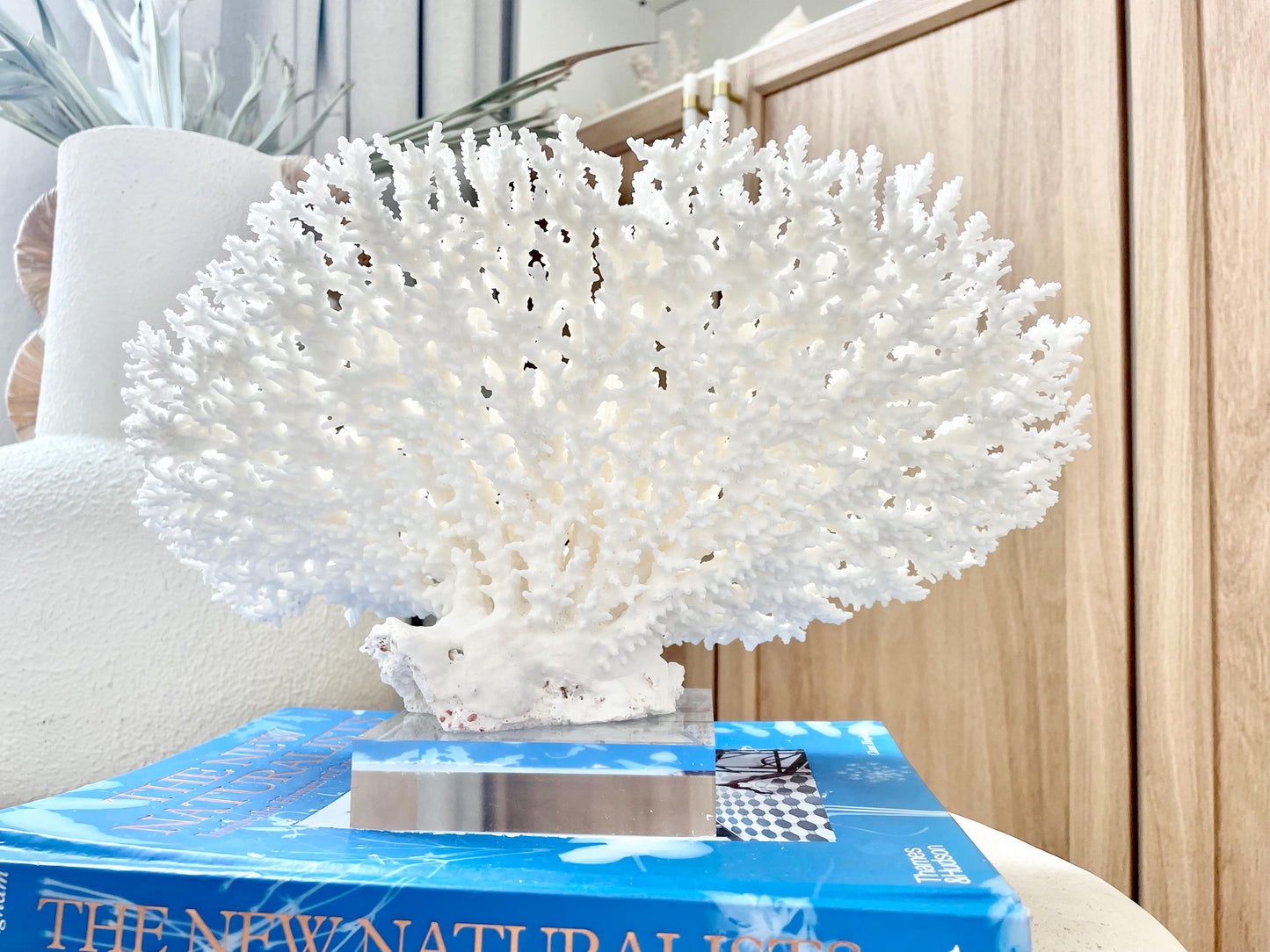 Mounted 13" Genuine TABLE CORAL Specimen Sculpture Clear Lucite Display Base Decorative Coastal Beach Home Décor Gift Wedding White