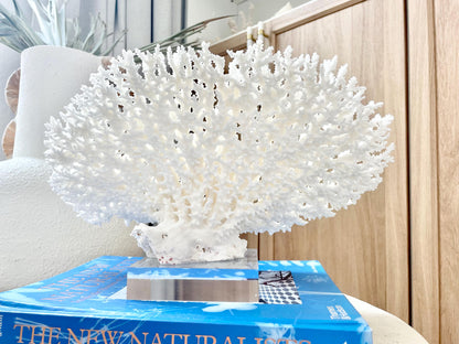 Mounted 13" Genuine TABLE CORAL Specimen Sculpture Clear Lucite Display Base Decorative Coastal Beach Home Décor Gift Wedding White