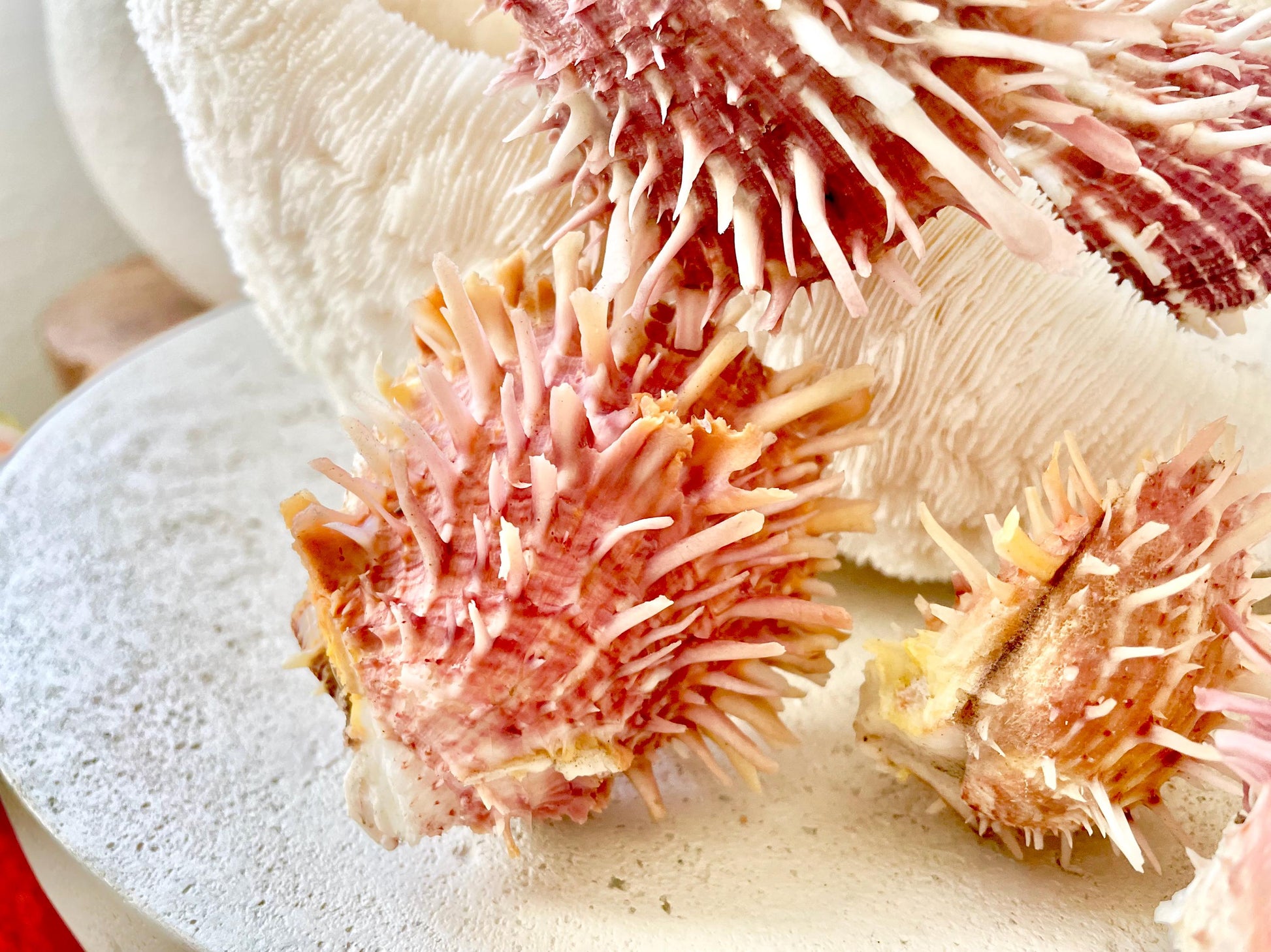 PACIFIC SPINY OYSTER Pink White Shell *All Sizes* Natural Full Paired Display Seashell Coastal Beach Home Décor Spondylus