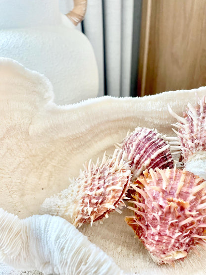 PACIFIC SPINY OYSTER Pink White Shell *All Sizes* Natural Full Paired Display Seashell Coastal Beach Home Décor Spondylus