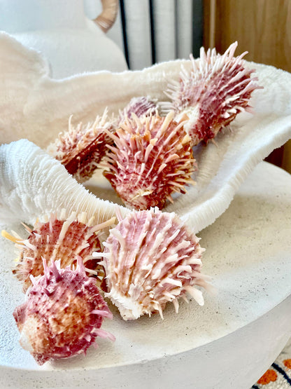PACIFIC SPINY OYSTER Pink White Shell *All Sizes* Natural Full Paired Display Seashell Coastal Beach Home Décor Spondylus