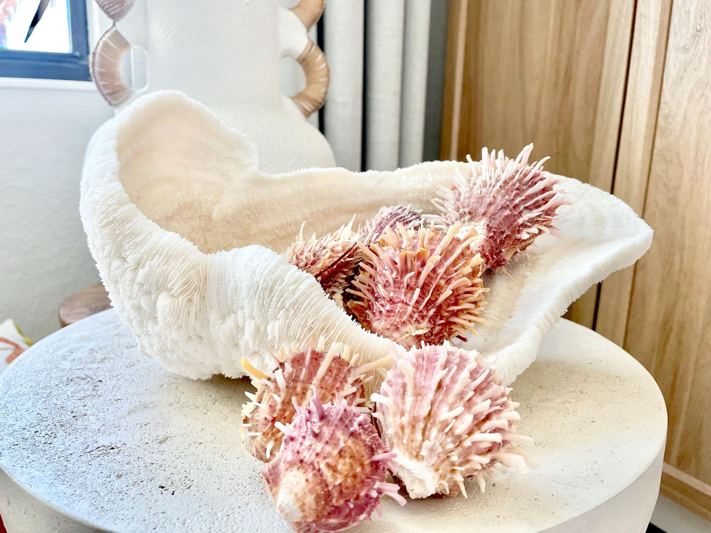 PACIFIC SPINY OYSTER Pink White Shell *All Sizes* Natural Full Paired Display Seashell Coastal Beach Home Décor Spondylus