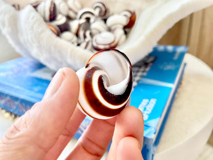 STRIPED LAND SNAIL Shells *You Choose Quantity* Natural White W/ Brown Stripe 1.25" Small Craft Seashells Helicostya Roissya Coastal Beach