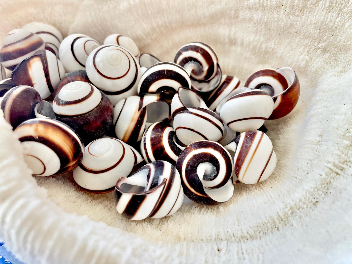 STRIPED LAND SNAIL Shells *You Choose Quantity* Natural White W/ Brown Stripe 1.25" Small Craft Seashells Helicostya Roissya Coastal Beach