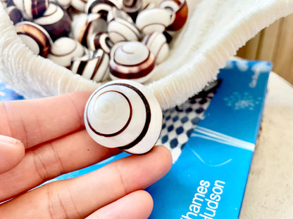 Striped Land Snail Shells, 1.25" Craft Seashells