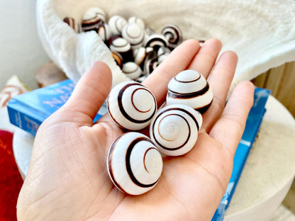 Striped Land Snail Shells, 1.25" Craft Seashells