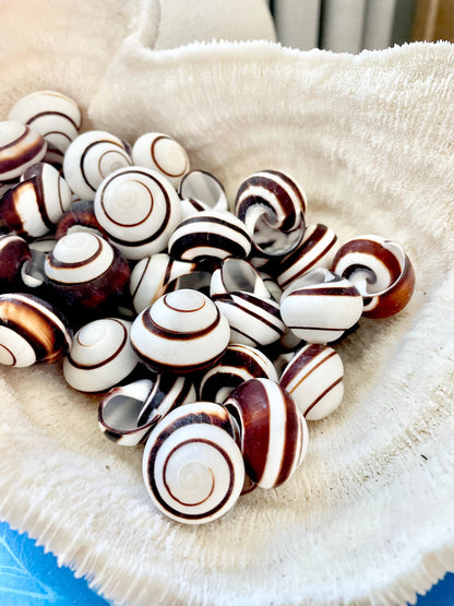 STRIPED LAND SNAIL Shells *You Choose Quantity* Natural White W/ Brown Stripe 1.25" Small Craft Seashells Helicostya Roissya Coastal Beach