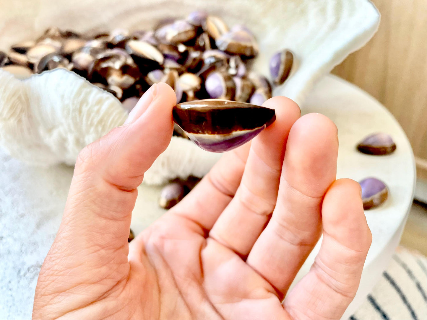 SNAKEHEAD TOP COWRIE Shells *You Choose Quantity* 1-1.25" Natural Purple Brown Glossy Shiny Small Craft Seashells Coastal Beach Home Décor