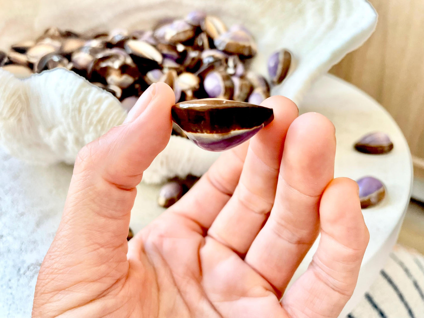 SNAKEHEAD TOP COWRIE Shells *You Choose Quantity* 1-1.25" Purple Brown Small Craft Seashells