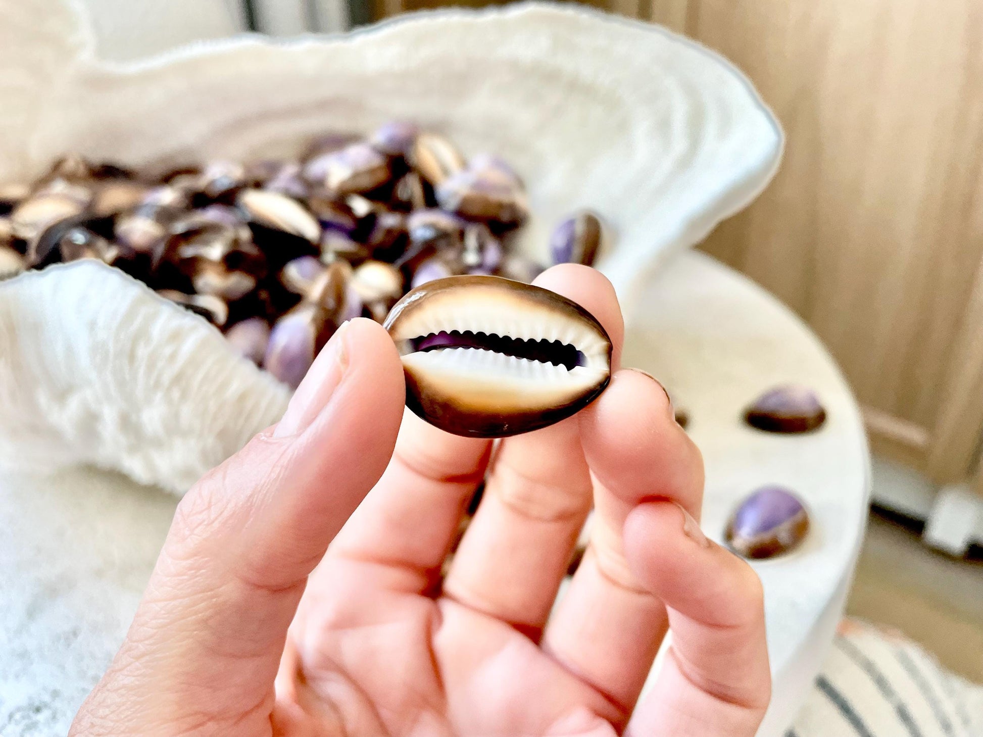 SNAKEHEAD TOP COWRIE Shells *You Choose Quantity* 1-1.25" Natural Purple Brown Glossy Shiny Small Craft Seashells Coastal Beach Home Décor
