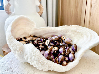 SNAKEHEAD TOP COWRIE Shells *You Choose Quantity* 1-1.25" Natural Purple Brown Glossy Shiny Small Craft Seashells Coastal Beach Home Décor