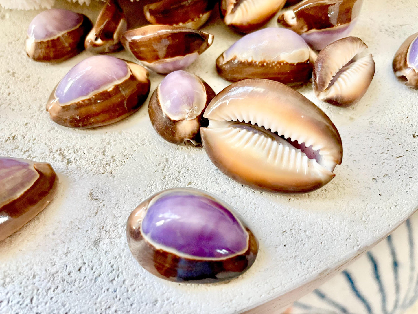 SNAKEHEAD TOP COWRIE Shells *You Choose Quantity* 1-1.25" Purple Brown Small Craft Seashells
