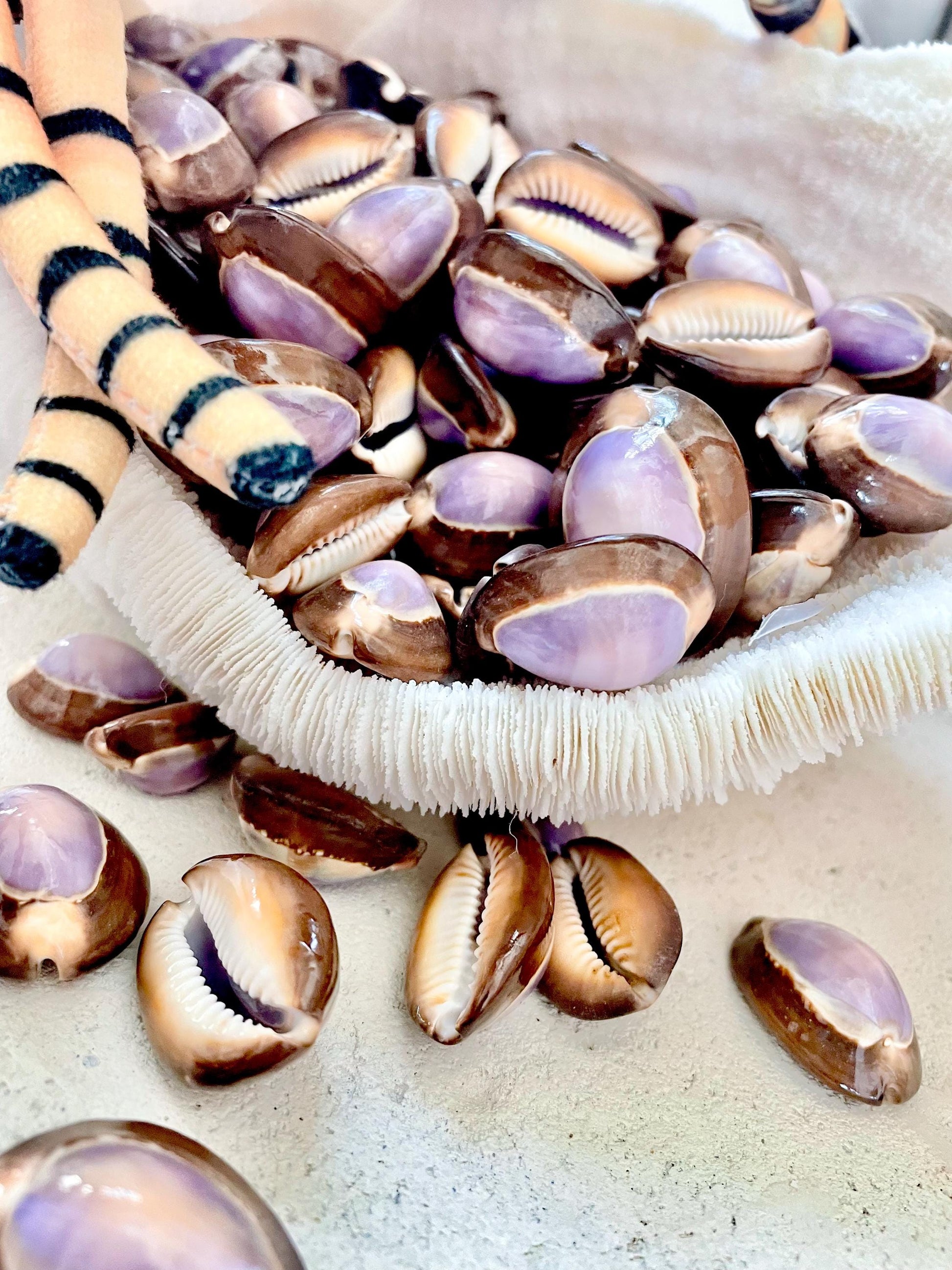 SNAKEHEAD TOP COWRIE Shells *You Choose Quantity* 1-1.25" Natural Purple Brown Glossy Shiny Small Craft Seashells Coastal Beach Home Décor