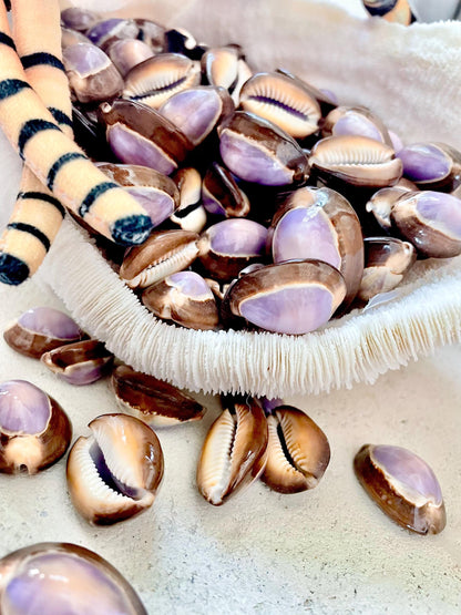 SNAKEHEAD TOP COWRIE Shells *You Choose Quantity* 1-1.25" Natural Purple Brown Glossy Shiny Small Craft Seashells Coastal Beach Home Décor
