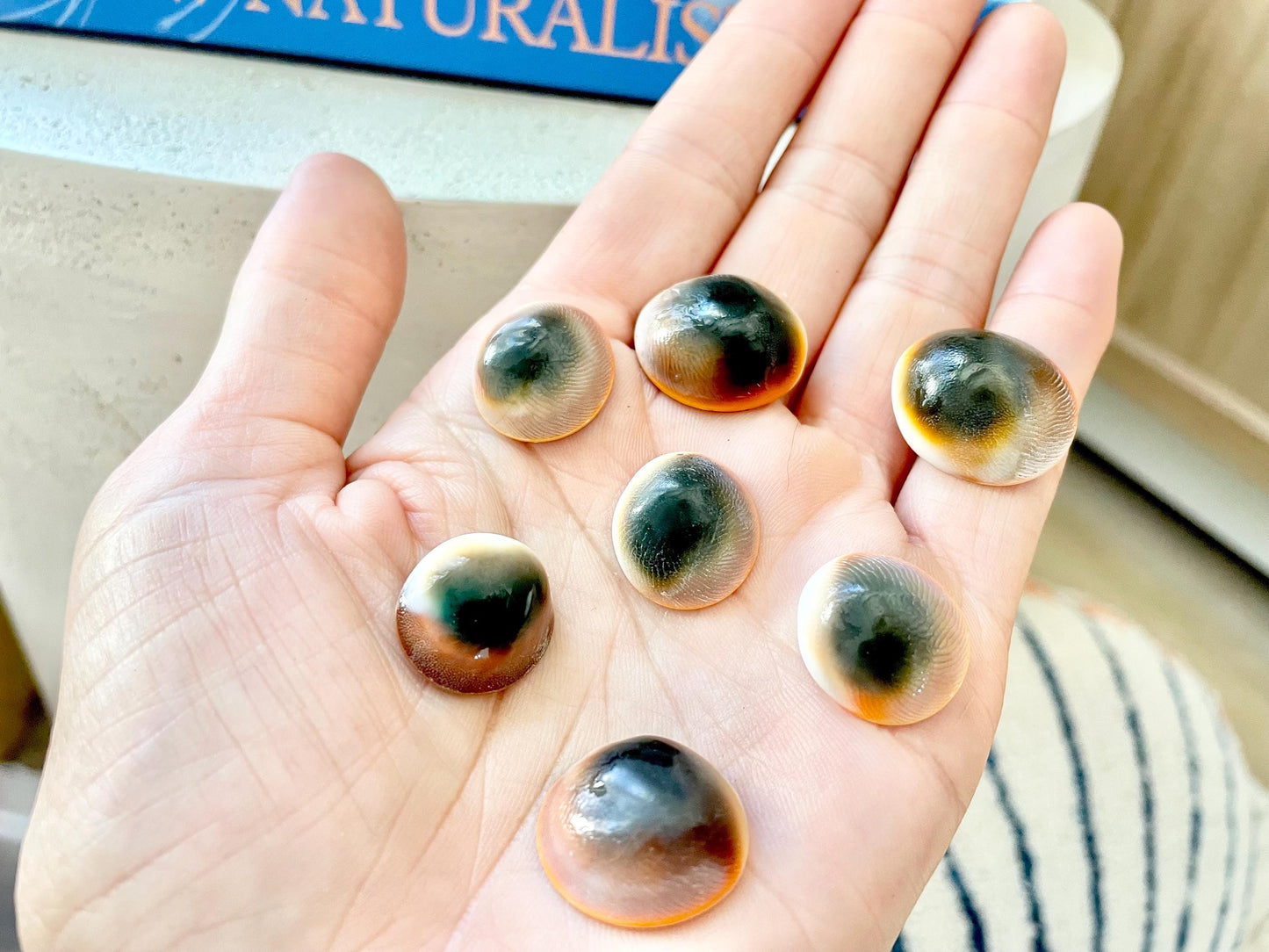 RED CAT EYE Operculum Shells *You Choose Quantity* .5-1" Natural Red Brown Green White Small Craft Seashells Coastal Beach Shiva Swirl Back