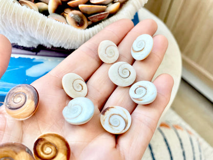 RED CAT EYE Operculum Shells *You Choose Quantity* .5-1" Natural Red Brown Green White Small Craft Seashells Coastal Beach Shiva Swirl Back