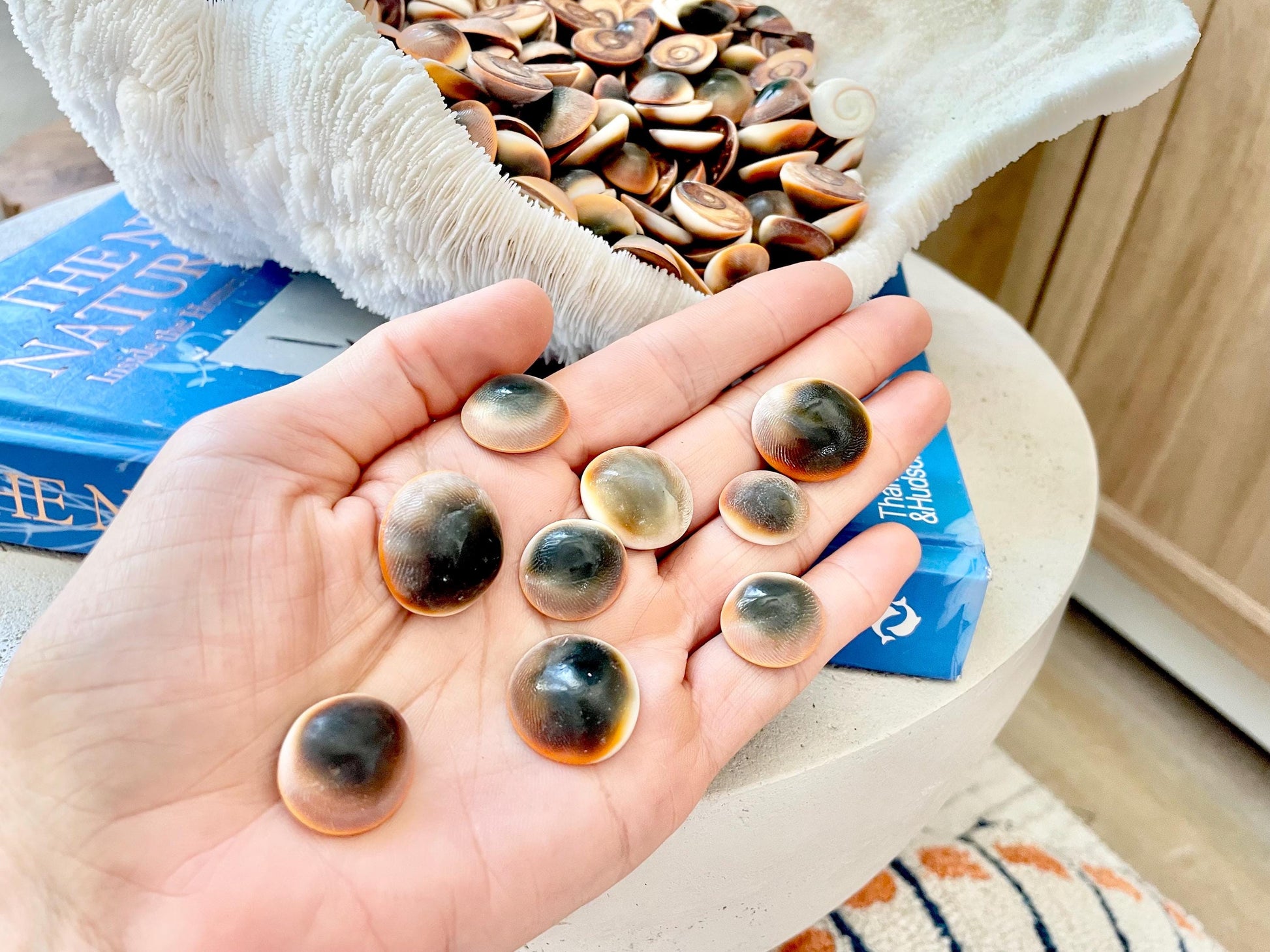 RED CAT EYE Operculum Shells *You Choose Quantity* .5-1" Natural Red Brown Green White Small Craft Seashells Coastal Beach Shiva Swirl Back