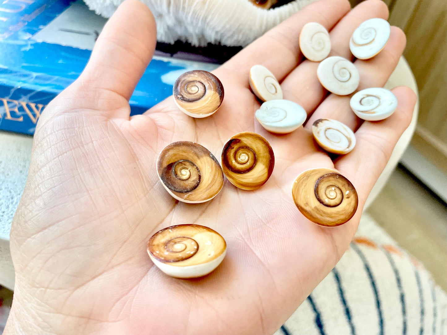 RED CAT EYE Operculum Shells *You Choose Quantity* .5-1" Natural Red Brown Green White Small Craft Seashells Coastal Beach Shiva Swirl Back