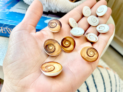 RED CAT EYE Operculum Shells *You Choose Quantity* .5-1" Natural Red Brown Green White Small Craft Seashells Coastal Beach Shiva Swirl Back