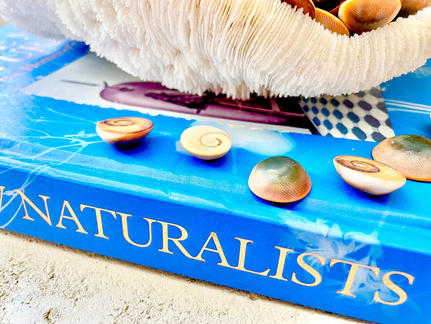 RED CAT EYE Operculum Shells *You Choose Quantity* .5-1" Natural Red Brown Green White Small Craft Seashells Coastal Beach Shiva Swirl Back