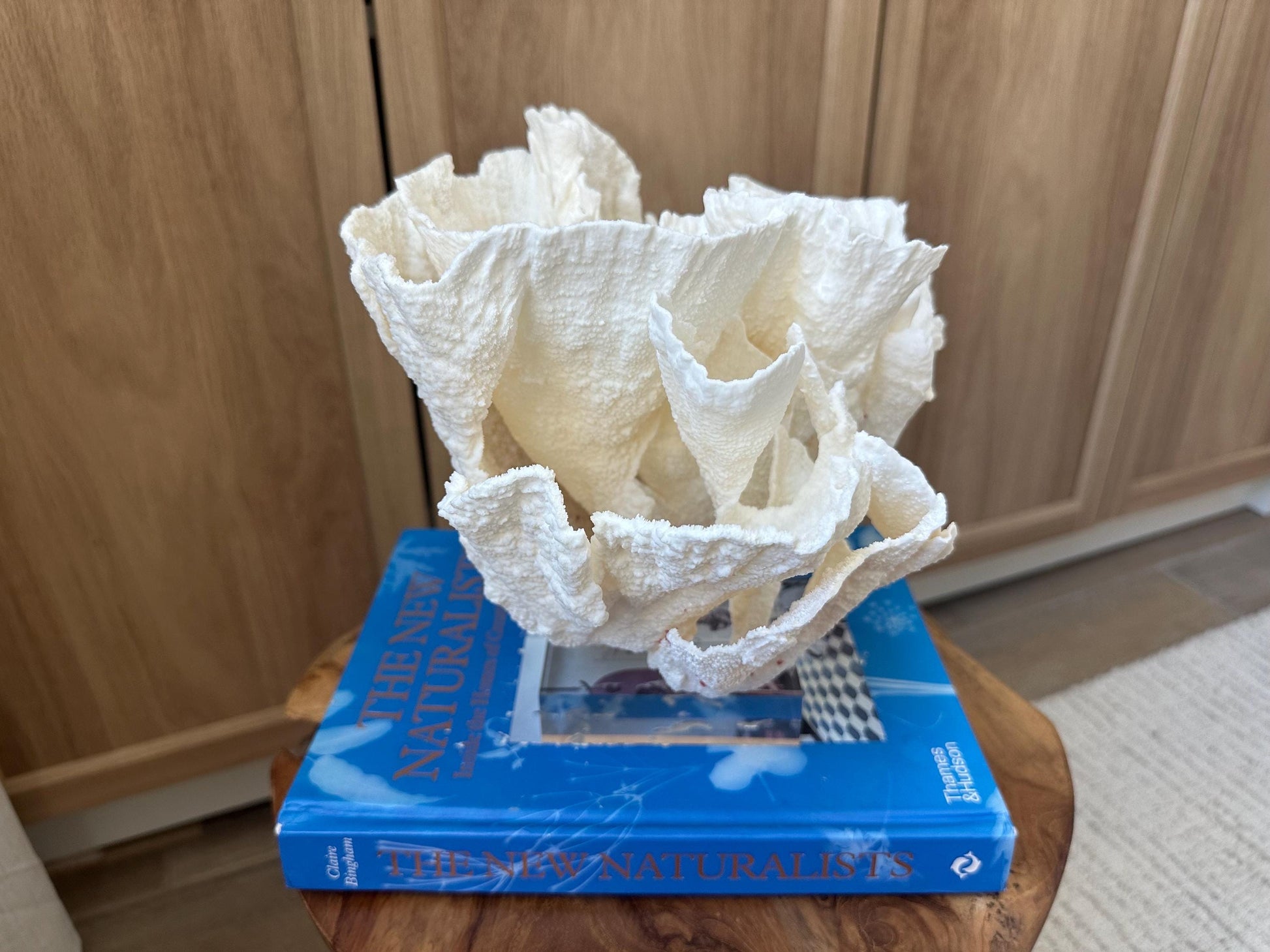 LARGE 9" POCA CORAL Lucite Mounted Display Natural Specimen Sculpture Decorative Coastal Beach Home Décor Wedding Gift White