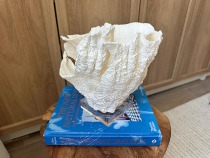 LARGE 9" POCA CORAL Lucite Mounted Display Natural Specimen Sculpture Decorative Coastal Beach Home Décor Wedding Gift White