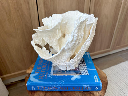 LARGE 9" POCA CORAL Lucite Mounted Display Natural Specimen Sculpture Decorative Coastal Beach Home Décor Wedding Gift White