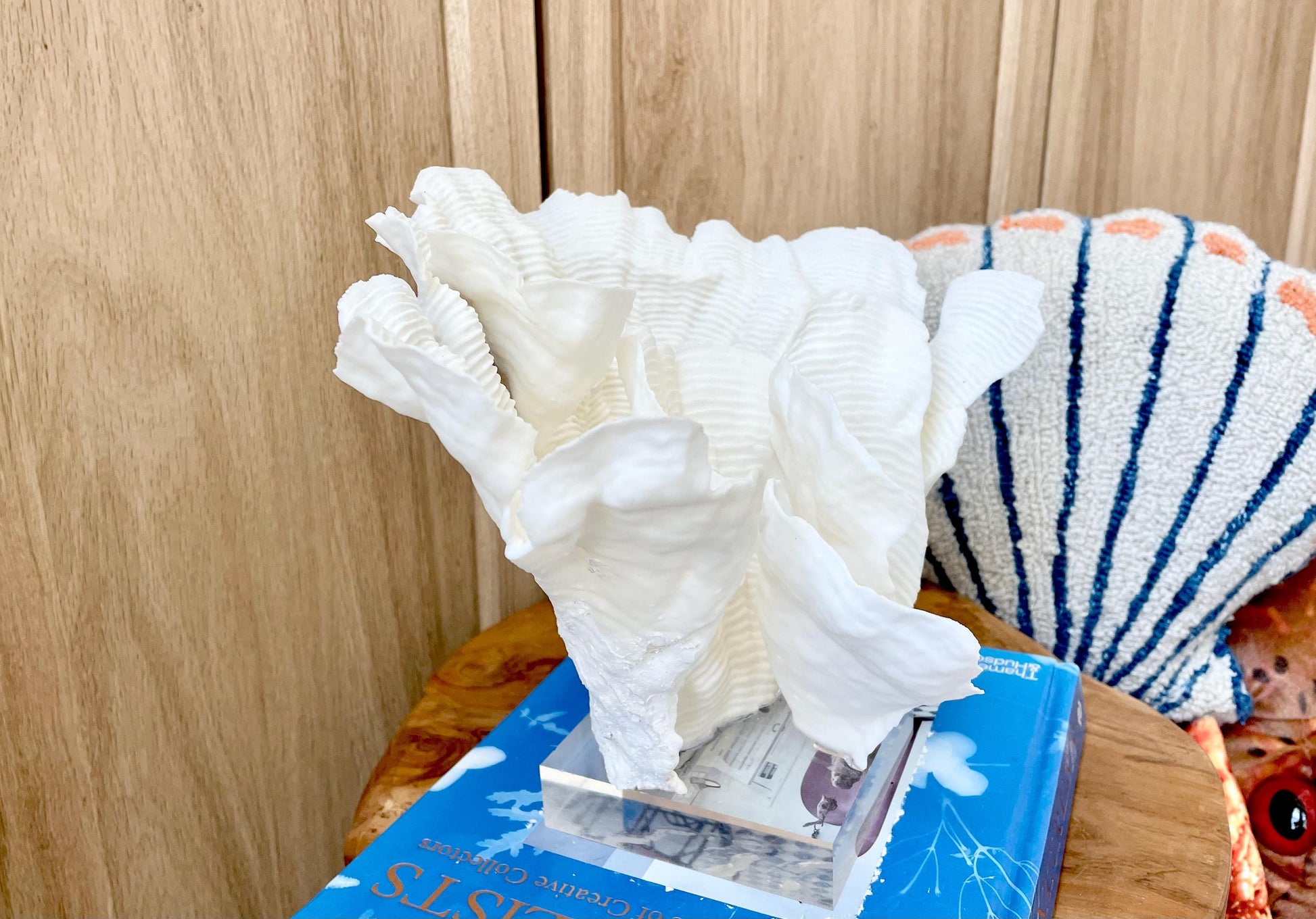 Natural Ocean Sculptural Wavy RUGOSA CORAL 11.25" Wide Mounted On Clear Lucite Base Genuine Display Decorative Coastal Beach Home Décor Gift