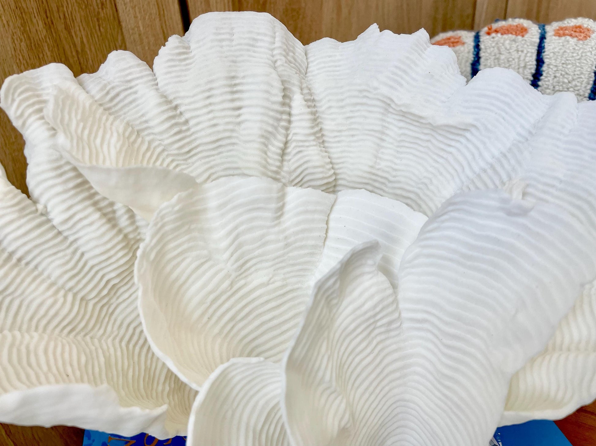 Natural Ocean Sculptural Wavy RUGOSA CORAL 11.25" Wide Mounted On Clear Lucite Base Genuine Display Decorative Coastal Beach Home Décor Gift