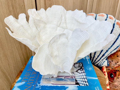 Natural Ocean Sculptural Wavy RUGOSA CORAL 11.25" Wide Mounted On Clear Lucite Base Genuine Display Decorative Coastal Beach Home Décor Gift