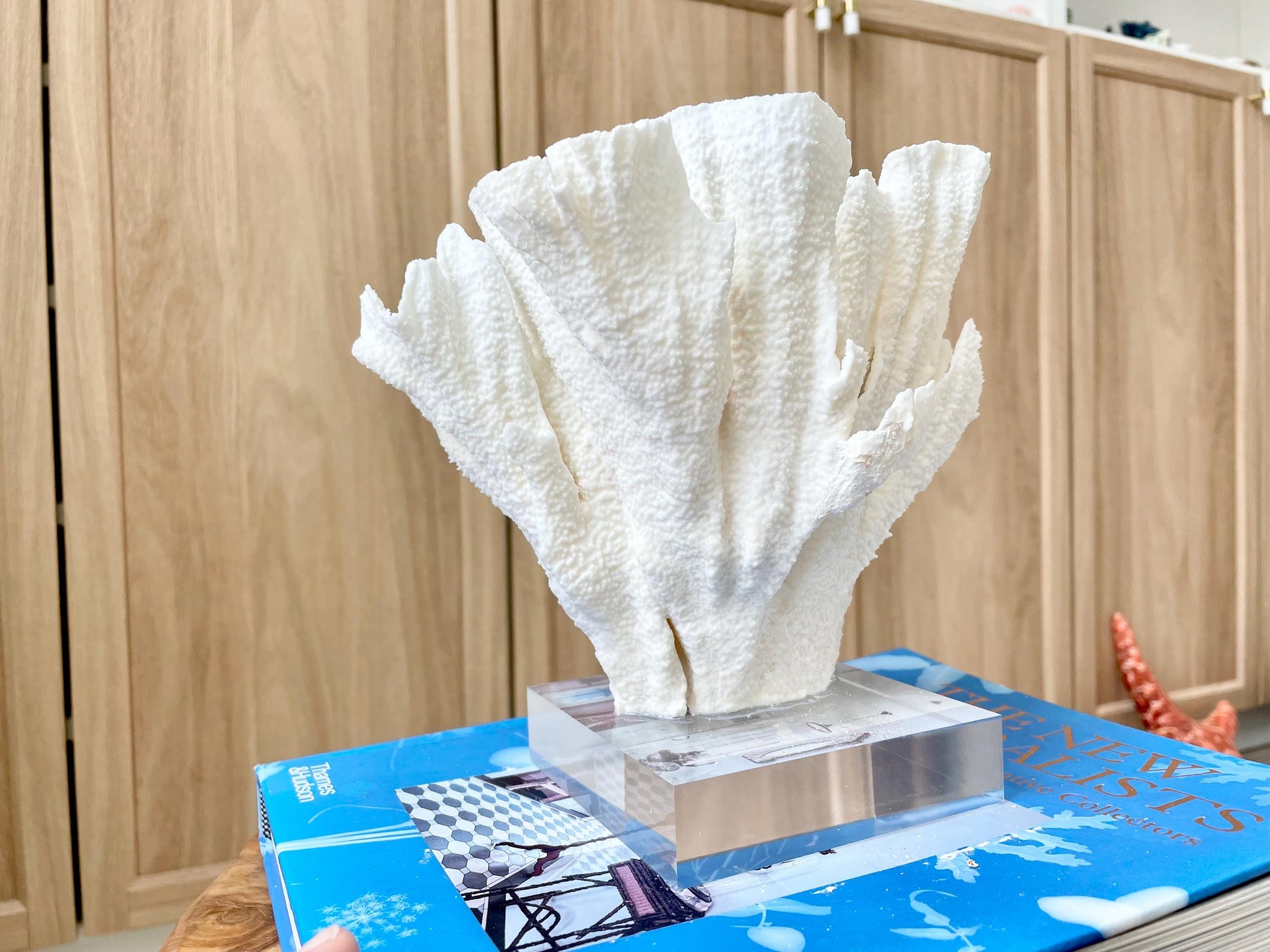 Mounted 8" Natural POCA CORAL Fossil Lucite Display Specimen Sculpture Ocean Art Decorative Coastal Beach Home Décor Wedding Gift White