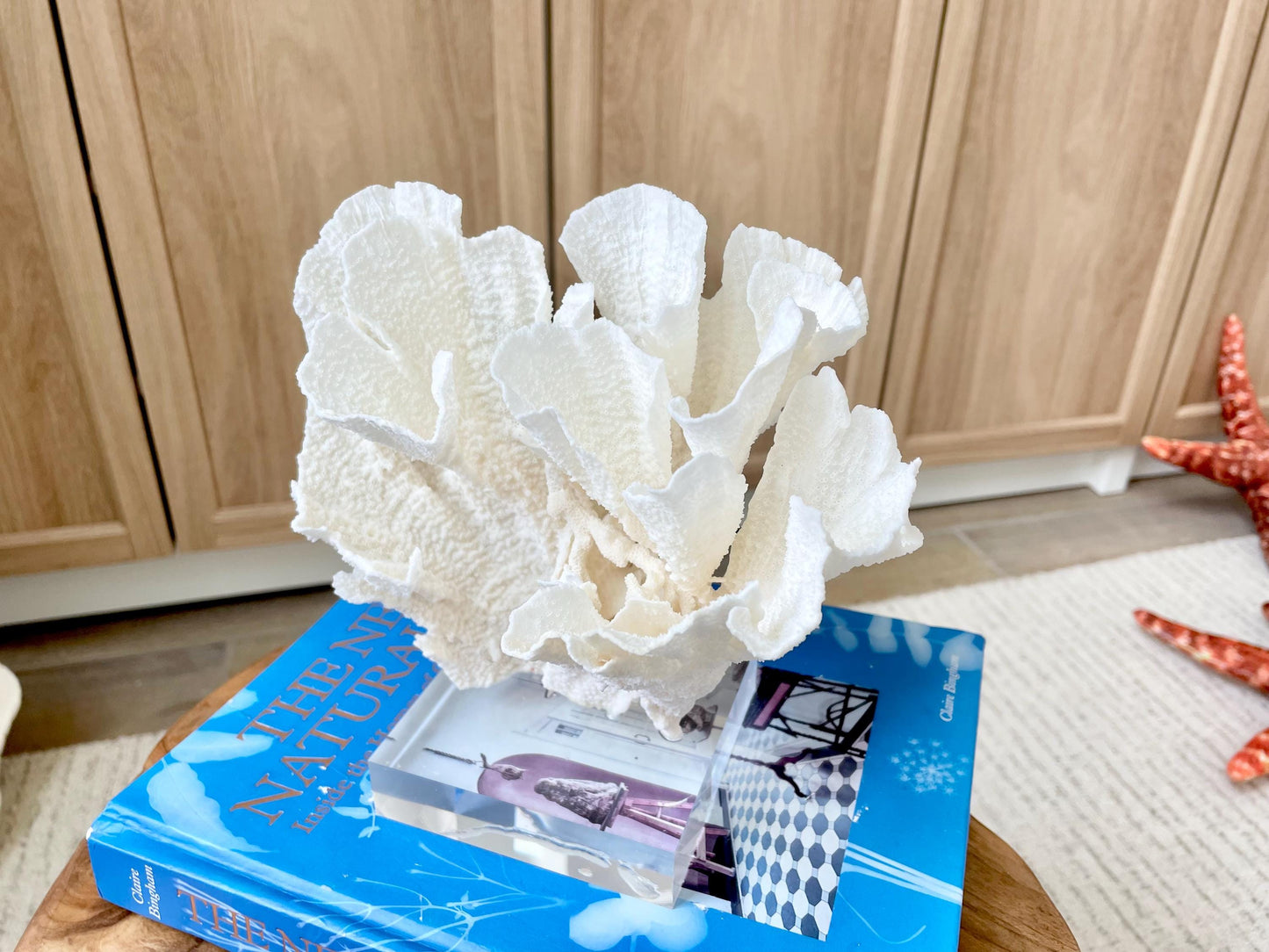 Mounted 8" Natural POCA CORAL Fossil Lucite Display Specimen Sculpture Ocean Art Decorative Coastal Beach Home Décor Wedding Gift White