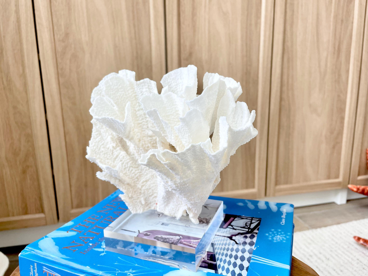 Mounted 8" Natural POCA CORAL Fossil Lucite Display Specimen Sculpture Ocean Art Decorative Coastal Beach Home Décor Wedding Gift White