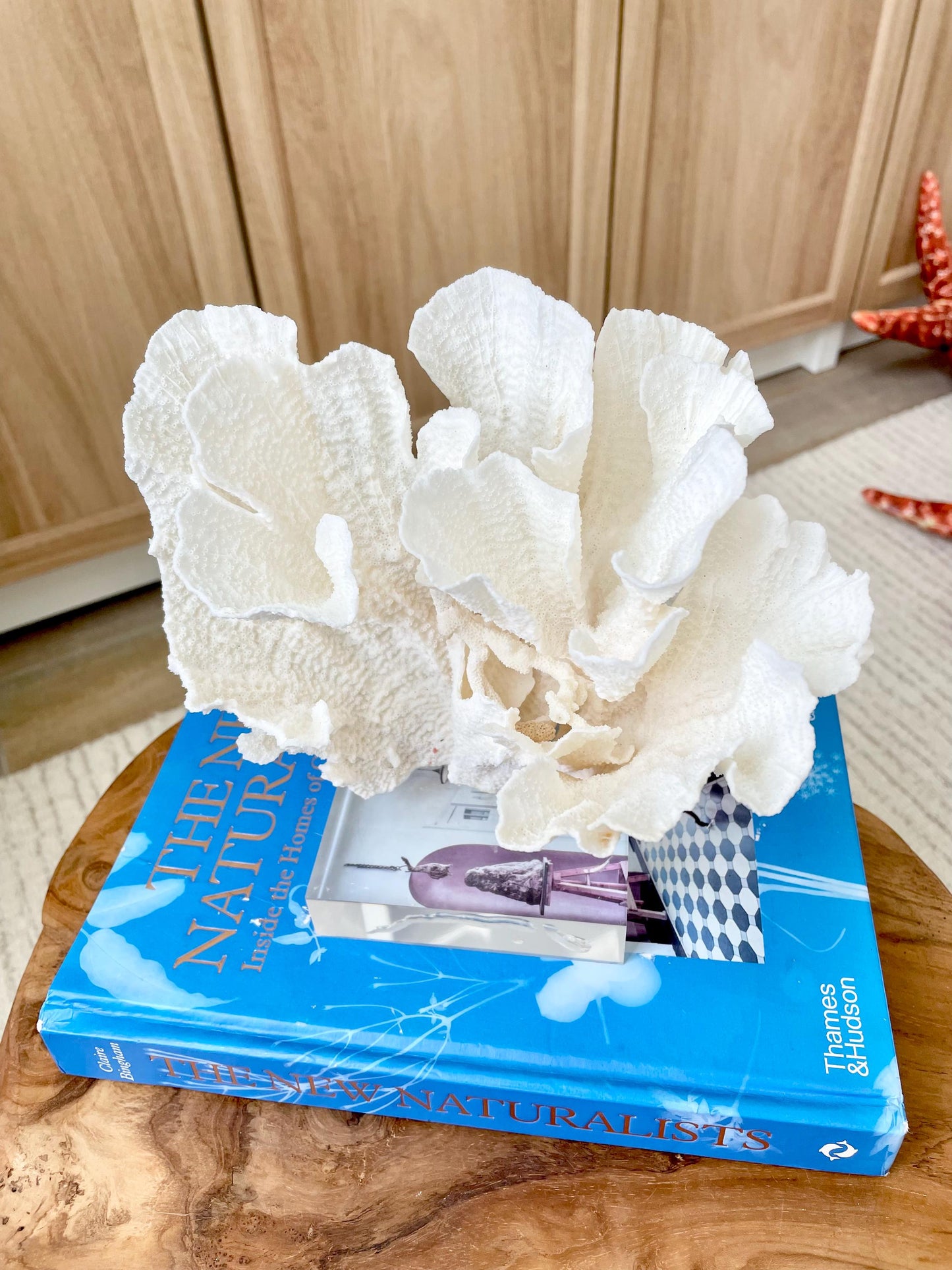 Mounted 8" Natural POCA CORAL Fossil Lucite Display Specimen Sculpture Ocean Art Decorative Coastal Beach Home Décor Wedding Gift White