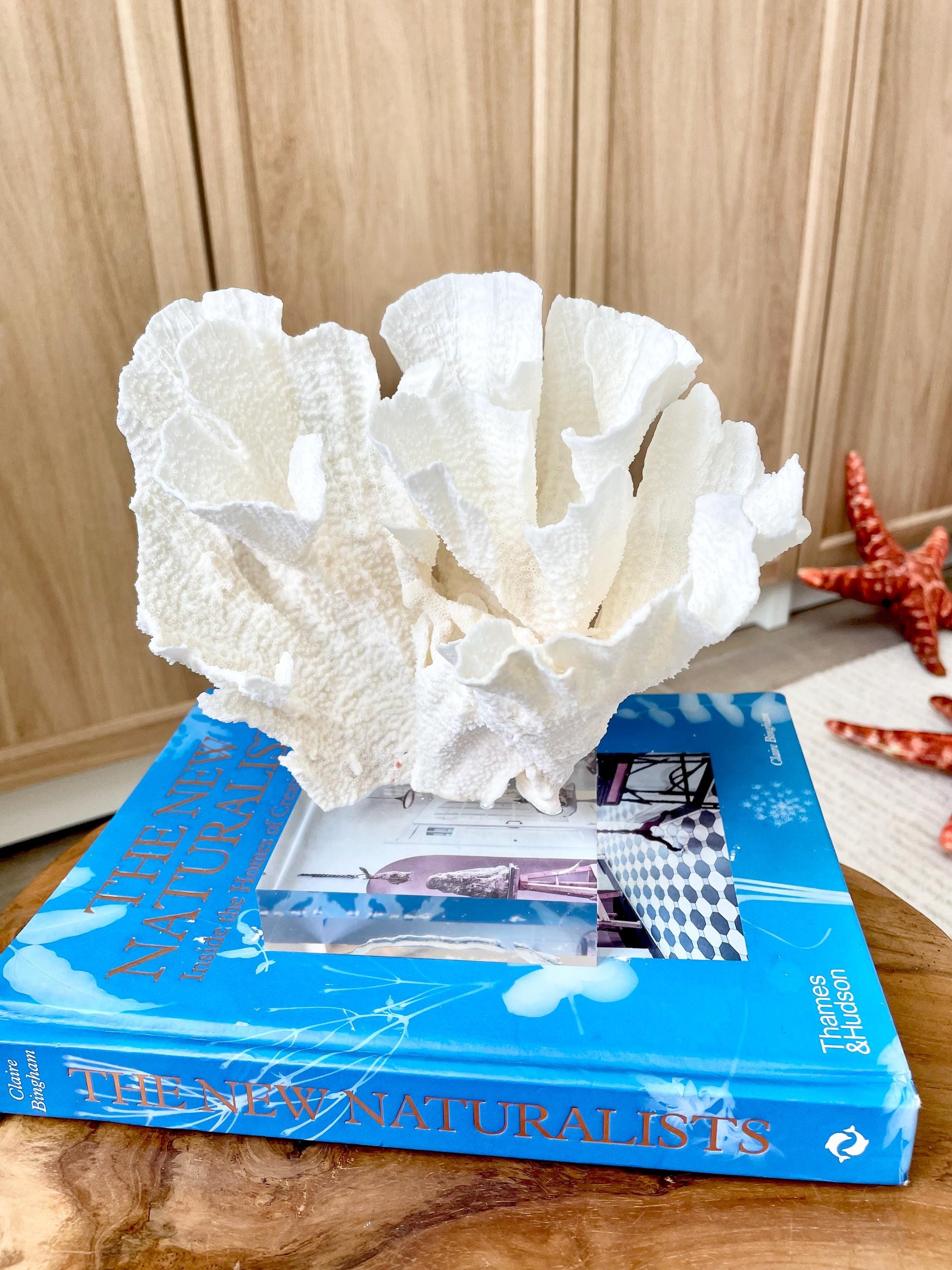 Mounted 8" Natural POCA CORAL Fossil Lucite Display Specimen Sculpture Ocean Art Decorative Coastal Beach Home Décor Wedding Gift White