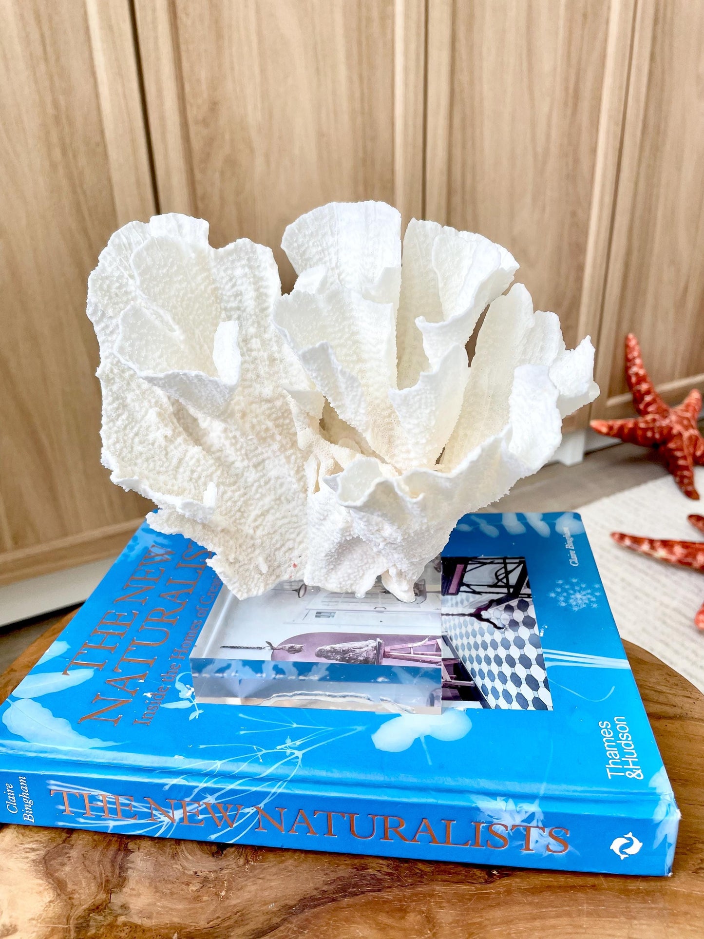 Mounted 8" Natural POCA CORAL Fossil Lucite Display Specimen Sculpture Ocean Art Decorative Coastal Beach Home Décor Wedding Gift White