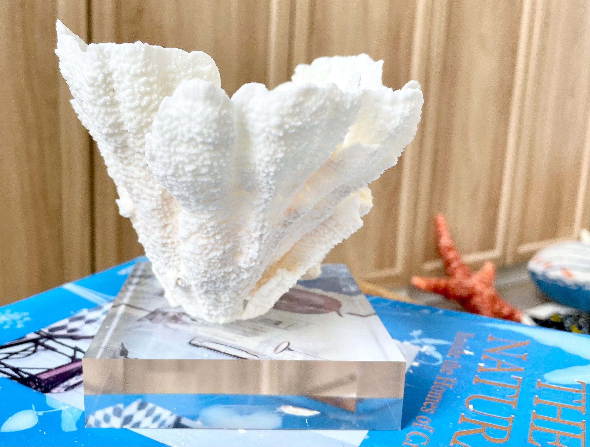 POCA CORAL Mounted Natural Fossil Lucite Display Specimen Sculpture Ocean Art Decorative Coastal Beach Home Décor Wedding Gift White
