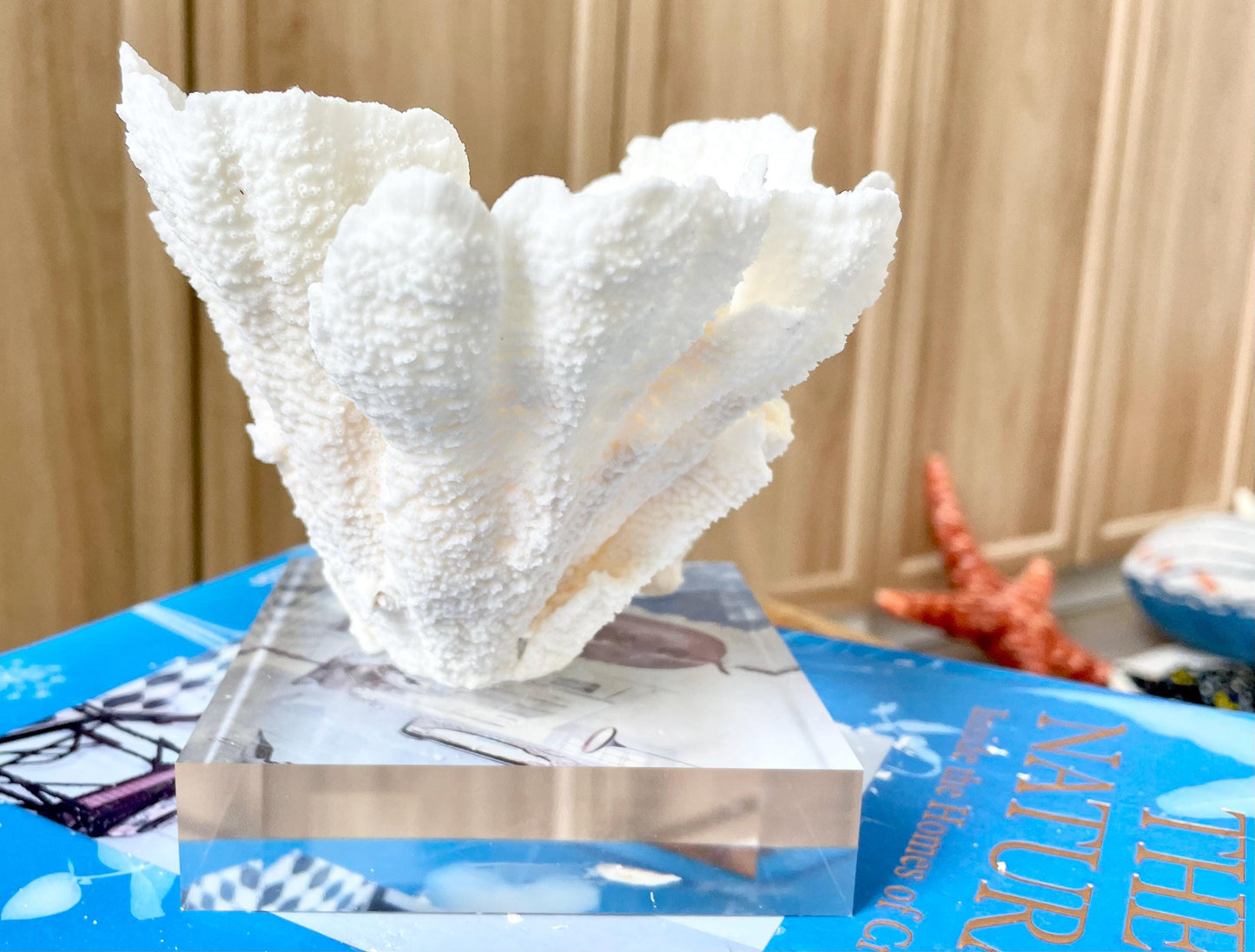 POCA CORAL 6"Mounted Natural Fossil Lucite Display Specimen Sculpture Ocean Art Decorative Coastal Beach Home Décor Wedding Gift White