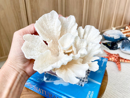 POCA CORAL 6"Mounted Natural Fossil Lucite Display Specimen Sculpture Ocean Art Decorative Coastal Beach Home Décor Wedding Gift White