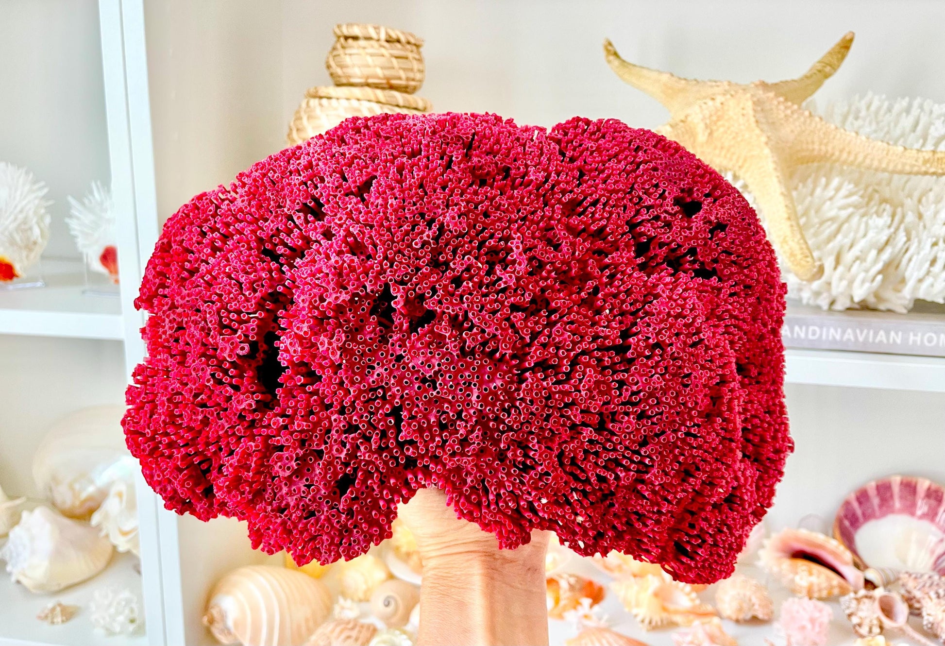 Red Pipe Organ Coral Fossil - Coastal Aquarium Decor
