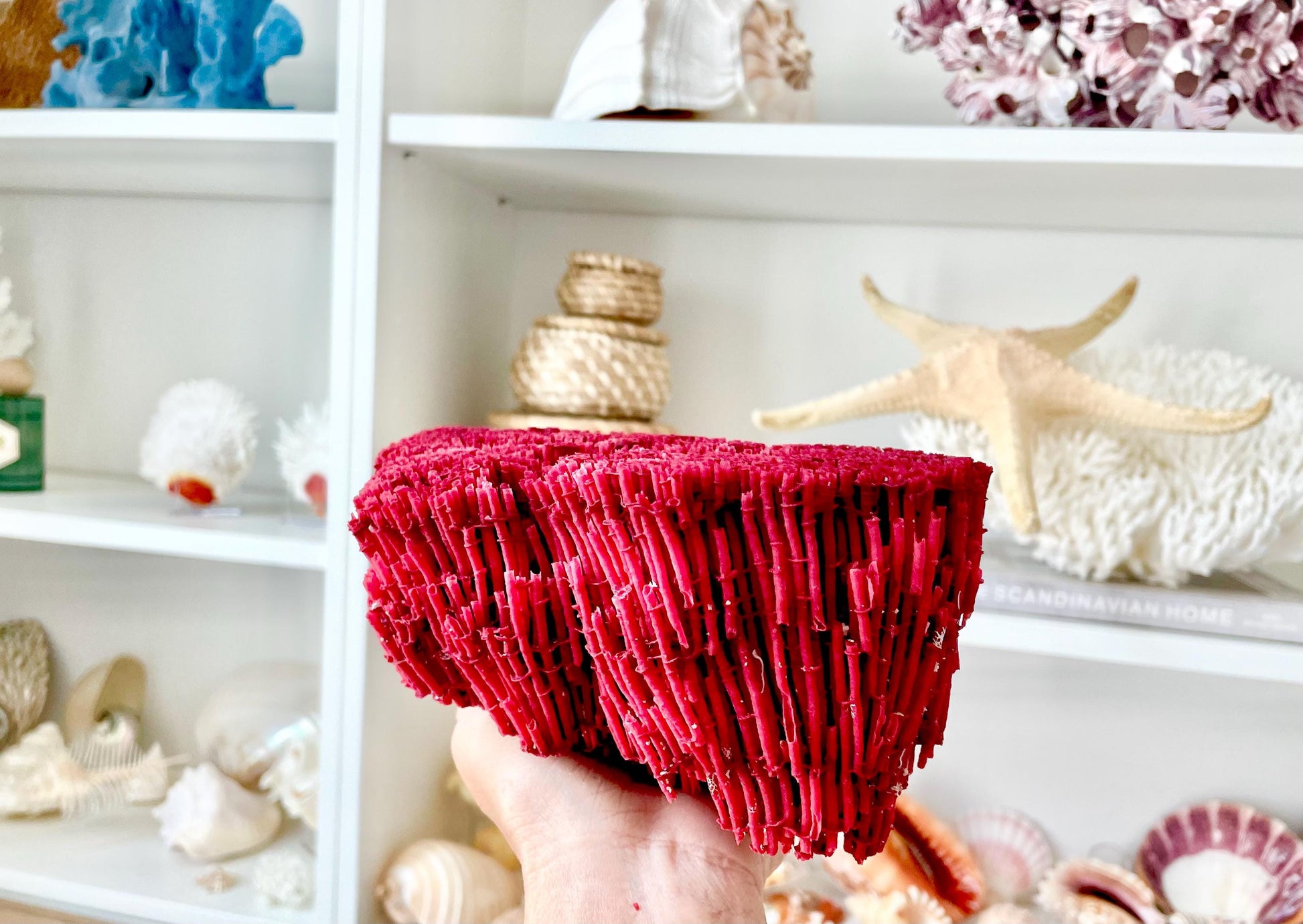 Red Pipe Organ Coral Fossil - Coastal Aquarium Decor