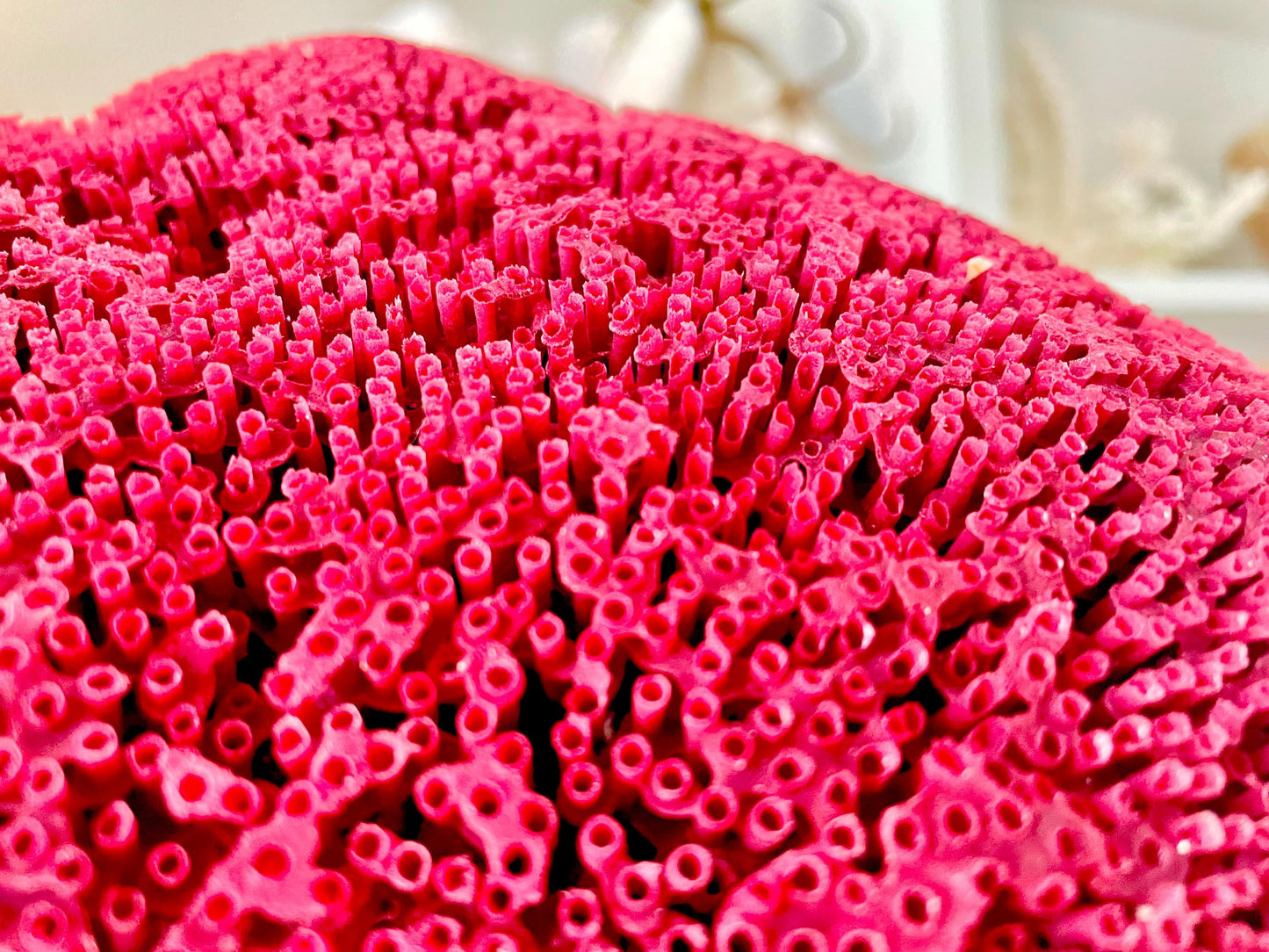 Red Pipe Organ Coral Fossil - Coastal Aquarium Decor
