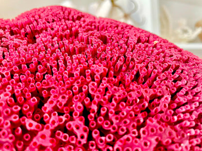 Red Pipe Organ Coral Fossil - Coastal Aquarium Decor