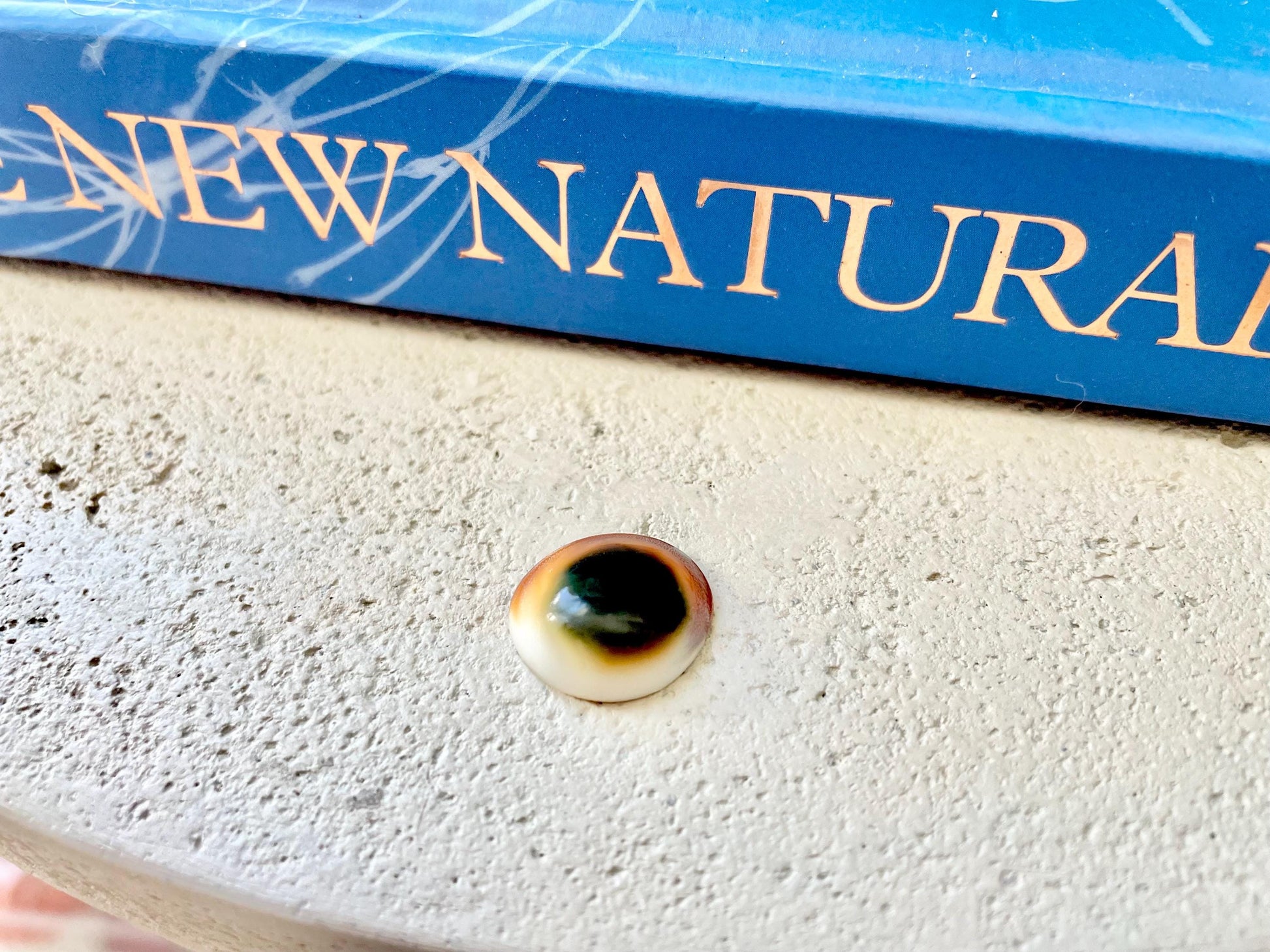 RED CAT EYE Operculum Shells *You Choose Quantity* .5-1" Natural Red Brown Green White Small Craft Seashells Coastal Beach Shiva Swirl Back