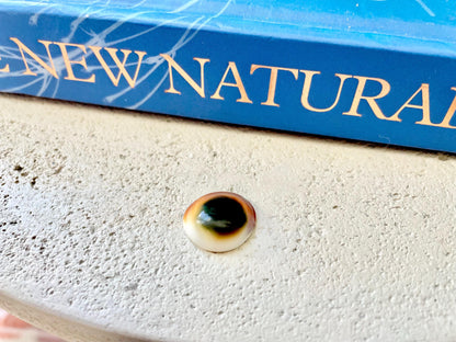 RED CAT EYE Operculum Shells *You Choose Quantity* .5-1" Natural Red Brown Green White Small Craft Seashells Coastal Beach Shiva Swirl Back