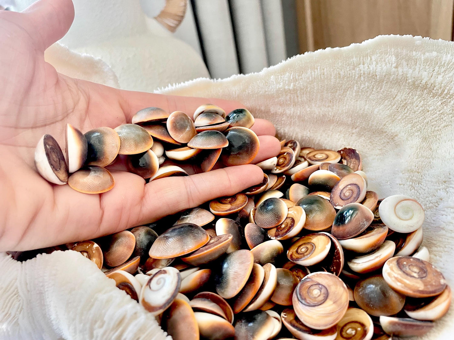 RED CAT EYE Operculum Shells *You Choose Quantity* .5-1" Natural Red Brown Green White Small Craft Seashells Coastal Beach Shiva Swirl Back