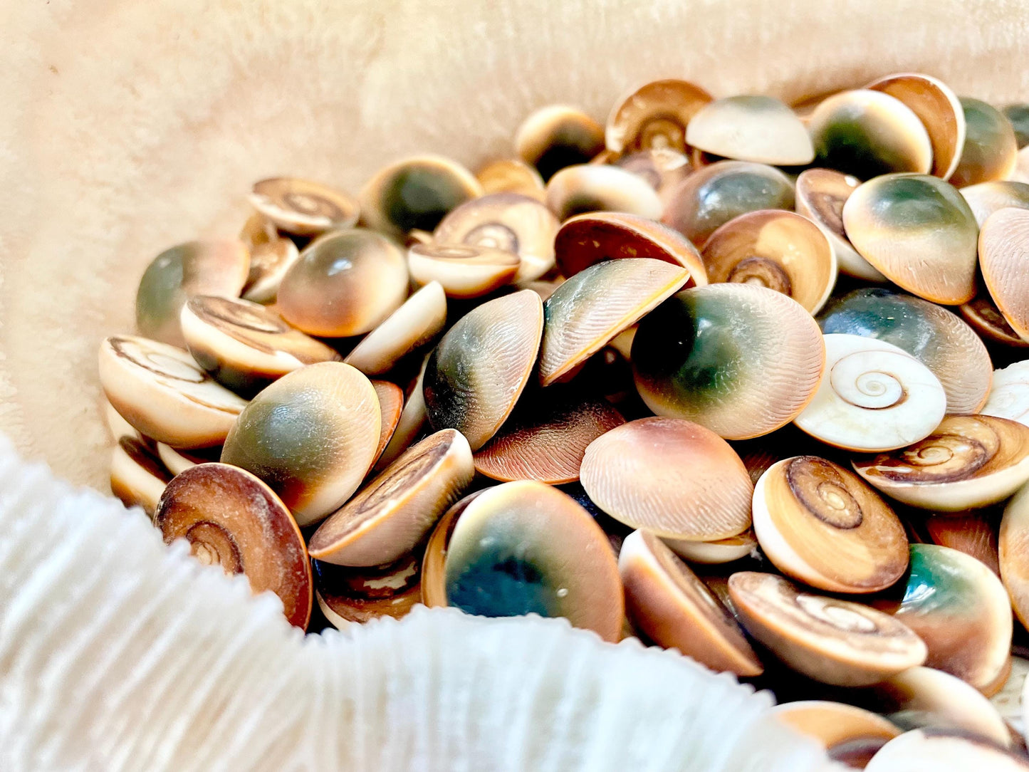 RED CAT EYE Operculum Shells *You Choose Quantity* .5-1" Natural Red Brown Green White Small Craft Seashells Coastal Beach Shiva Swirl Back